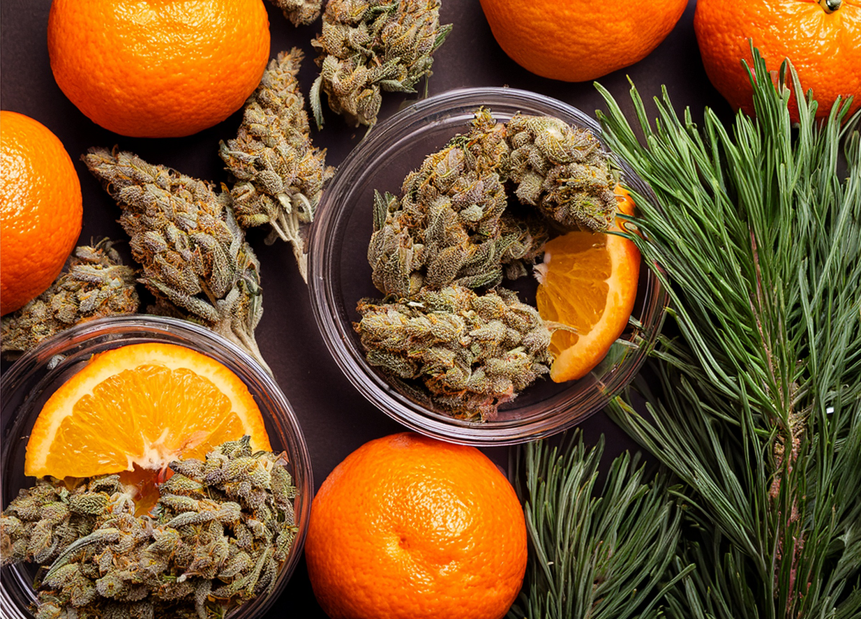 Was sind Terpene? – Die duftenden Wirkstoffe im Cannabis einfach erklärt