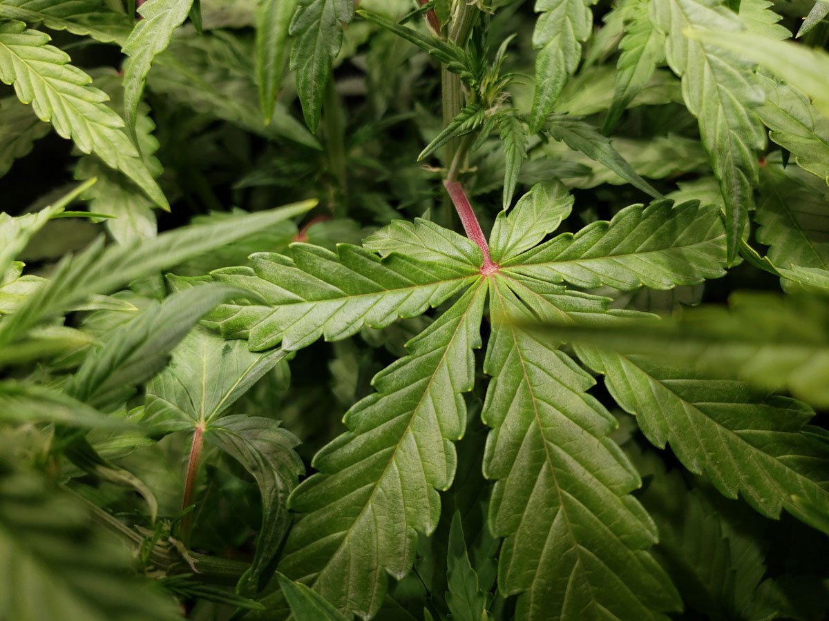 Rote Stängel bei Cannabispflanzen: Ursachen, Bedeutung und Tipps